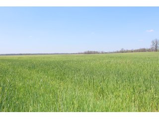 Property photo 13 - OKLAHOMA LAND AUCTION, 550+/- Acres offered in 7 Tracts